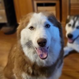 Ruby - Siberian Husky