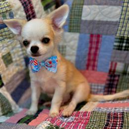 Ralph - Sable spotted white male Chihuahua puppy in Cape Coral, Florida from Inspired Chihuahuas