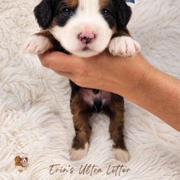 Onyx - Tri-color male Bernedoodle puppy in Norcross, Georgia from Teddy Puppies