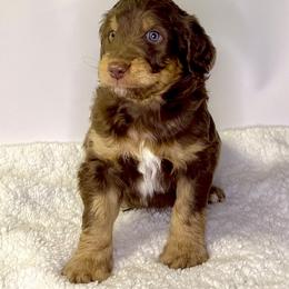 Rocky - Chocolate male Assorted Doodle Crosses puppy in Waco, Georgia from Huff Family Doxies & Doodles