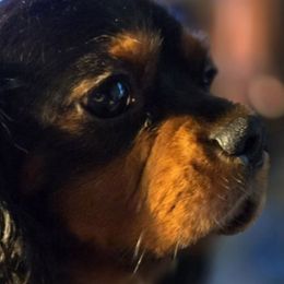 Remy - Cavalier King Charles Spaniel