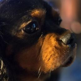 Remy - Cavalier King Charles Spaniel