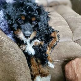 Aussiedoodle Puppies from Cross-Tied Farm Aussiedoodles