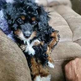 Aussiedoodle Puppies from Cross-Tied Farm Aussiedoodles