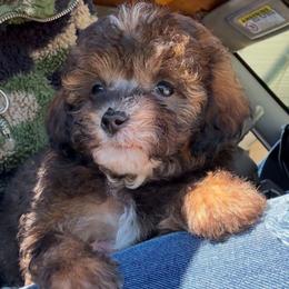 Foxy - Phantom female Poodle puppy in Saint Cloud, Florida from Rising Star Kennels