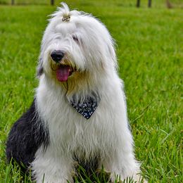Blizzard - Old English Sheepdog