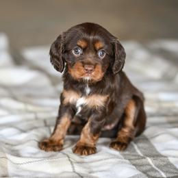 Girl 1 - female Cavalier King Charles Spaniel puppy in Sugarcreek, Ohio from Chocolate Cavalier