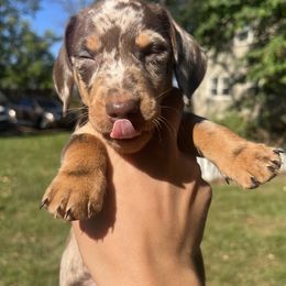 Dachshund Puppies from Weenie Bros