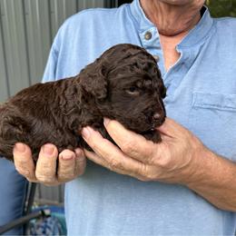 Brown boy 1 - Brown male Poodle puppy in Wentworth, South Dakota from PaintersPreciousPoodles