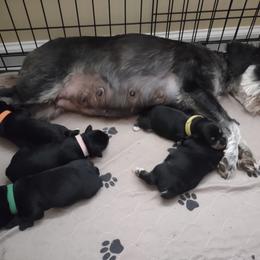 Miniature Schnauzer Puppies from Shenandoah Schnauzers