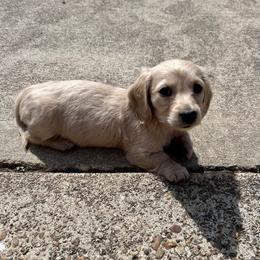 Sweet pea - Cream female Dachshund puppy in Willow Springs, Missouri from Krazy Acre Farm