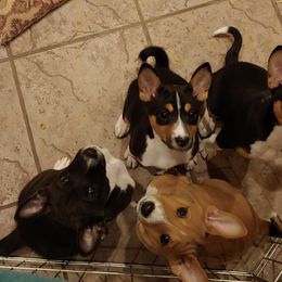 Basenji Puppies from Makindu Basenjis