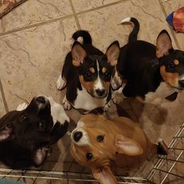 Basenji Puppies from Makindu Basenjis