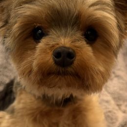 Max - Yorkshire Terrier