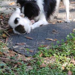 Papillon Puppies from Longwing Kennel