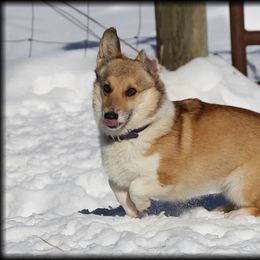 Emmi - Pembroke Welsh Corgi