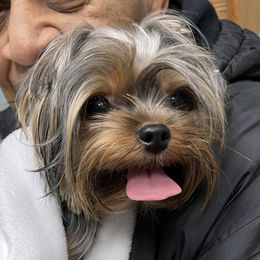 Brae - Yorkshire Terrier