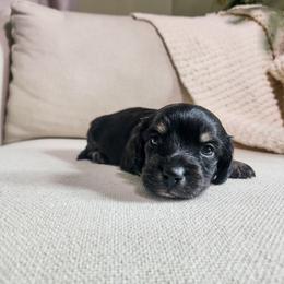 Onyx - Black and cream male Dachshund puppy in Dighton, Massachusetts from Powerdox Dachshunds