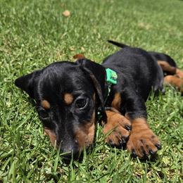 Dachshunds from Dachshund house