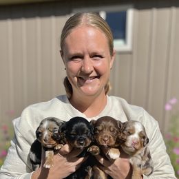 Assorted Doodle Crosses puppies from Dry Canyon Pups