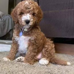 Goldendoodle Puppies from Mini Island Doodles