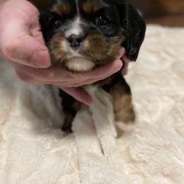 Cavalier King Charles Spaniel Puppies from Cassie’s Cavaliers