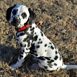 American Corgis, Dalmatians, Miniature American Shepherds, Pembroke Welsh Corgis, and Toy Australian Shepherds from The Wildfire Kennel