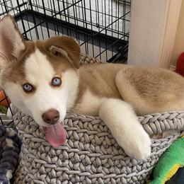 Siberian Husky Puppies from Myths and Legends Siberian Huskies