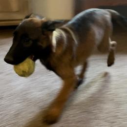 Belgian Malinois Puppies from BlueStone