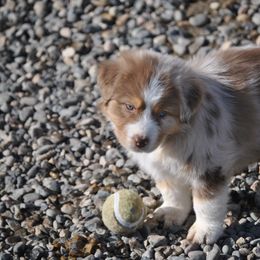Australian Shepherd Puppies from Turnintheherd Aussies
