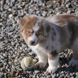 Australian Shepherd Puppies from Turnintheherd Aussies