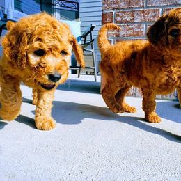 Goldendoodle Puppies from Lucky's Doodlez