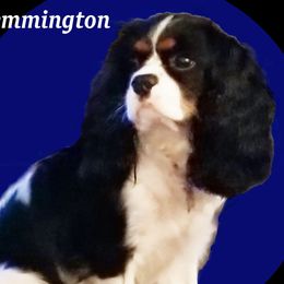 Cavalier King Charles Spaniels from Classic Cavalier Puppies