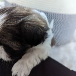 Shih Tzu Puppies from We Shih Tzu Not!