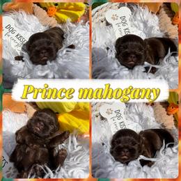 Prince Mahogany - Chocolate male Shih Tzu puppy in Coolidge, Arizona from Shih Tzu’s  ‘N’ Love