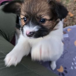 Gabriel - Red white and sable male Papillon puppy in Hollister, Missouri from Swan Creek Kennel