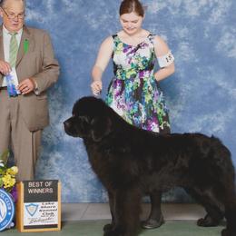 Newfoundlands from Furball Acres