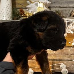 Boston - Black and red male German Shepherd puppy in Snohomish, Washington from Wataha Shepherds