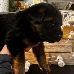 Boston - Black and red male German Shepherd puppy in Snohomish, Washington from Wataha Shepherds