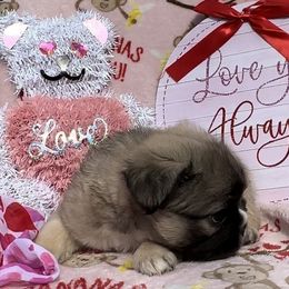 Sully - French Bulldog puppy in Titusville, Florida from Raptor Frenchies