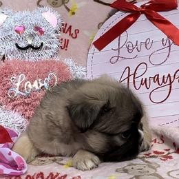 Sully - French Bulldog puppy in Titusville, Florida from Raptor Frenchies