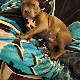 American Bully Puppies from Night Court Bullies