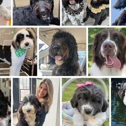 Newfoundlands, Newfypoos, and Sheepadoodles from Sweet Creek Pups