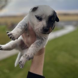 Ash - Blue female Australian Cattle Dog puppy in Ellensburg, Washington from Boondock Bandits