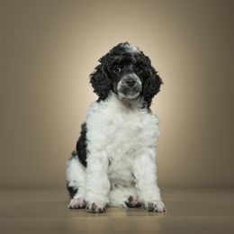 Poodle Puppies from Firefly Farm Poodles