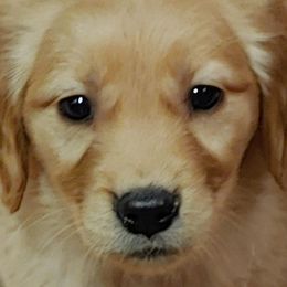 Golden Retrievers from Sunset Ranch Golden Retrievers