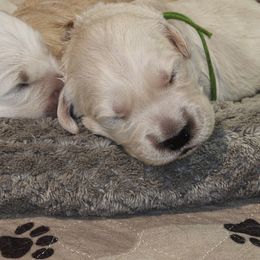 Green - Light golden male Golden Retriever puppy in Lucasville, Ohio from Halo Kennels