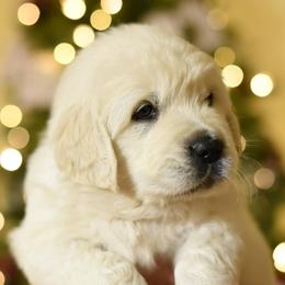Goldendoodles and Golden Retrievers from VogelsbergFamilyFarm