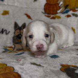 Green collar - Cream male Dachshund puppy in Poteau, Oklahoma from Sisters Dazzling Dachshunds