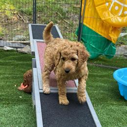 Orange - Apricot male Poodle puppy in Keedysville, Maryland from Sunshine Red Standard Poodles